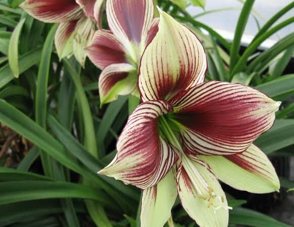 Hippeastrum Papilio: Unveiling the Enchantment of the Butterfly Amaryllis