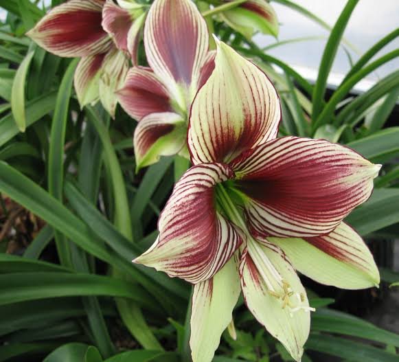 Hippeastrum Papilio: Unveiling the Enchantment of the Butterfly Amaryllis